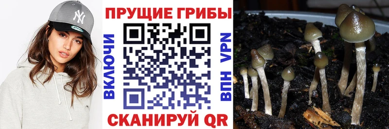 Псилоцибиновые грибы мухоморы  ОМГ ОМГ зеркало  Западная Двина  продажа наркотиков 